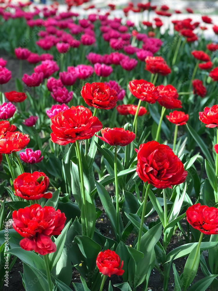 Red and purple tulips bloom in the field