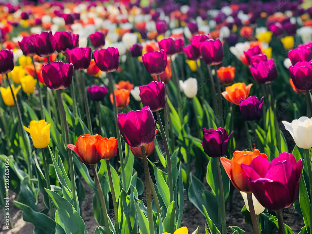 Multicolored tulips bloom in a field in sunlight Multicolored tulips bloom in a field in sunlight