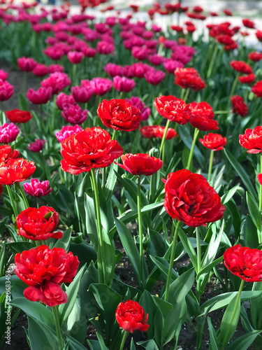 Red and purple tulips bloom in the field