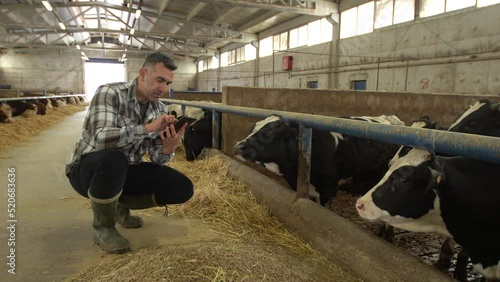 Modern livestock farm and modern farmer.
The farmer is working in the barn with a tablet in his hand and is happy. He communicates with his animals.
