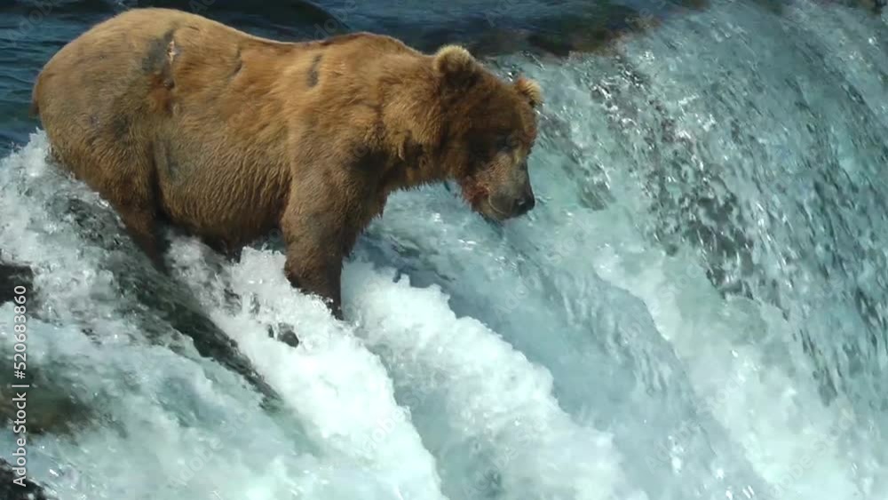 Grizzly Bear catches jumping salmon in its mouth, Brooks Falls
North America Wildlife and Nature, Brooks Falls - Katmai National Park, Alaska, 2022
Grizzly Bear catches jumping salmon in its mouth, Brooks Falls
North America Wildlife and Nature, Brooks Falls - Katmai National Park, Alaska, 2022