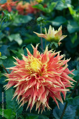 Orange fimbriated Dahlia blossom close-up