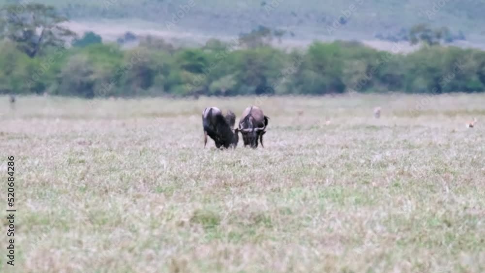 Landscape A pair of male wildebeest fight in a meadow during a heat wave in Africa. Battle of two male wildebeest in the wild Landscape A pair of male wildebeest fight in a meadow during a heat wave in Africa. Battle of two male wildebeest in the wild
