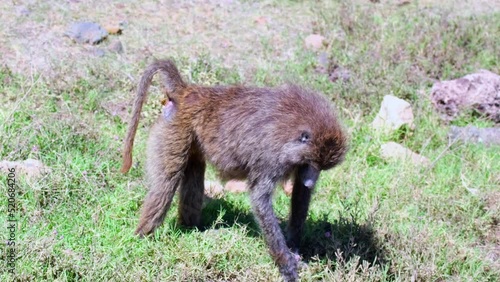 Baboon walks in the meadow of the African savannah with a crap ass with a poop on the ass, vomits and eats grass