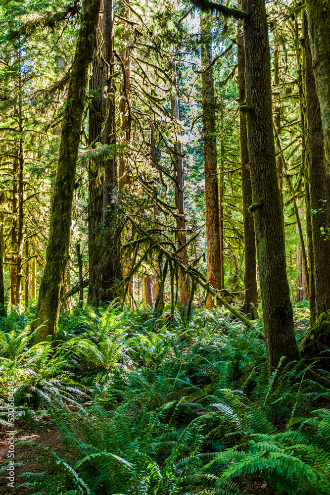 Merrymere Falls Trail in Olympic National Park Merrymere Falls Trail in Olympic National Park