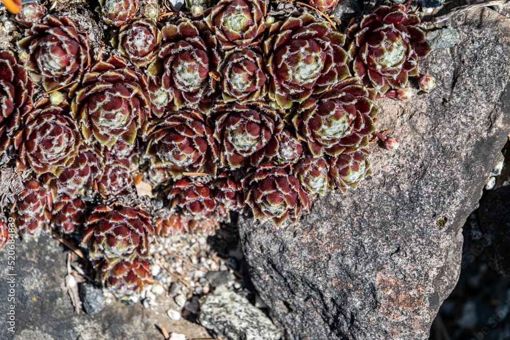 top view background of densely grown red house-leeks on the rocky surface on a sunny day