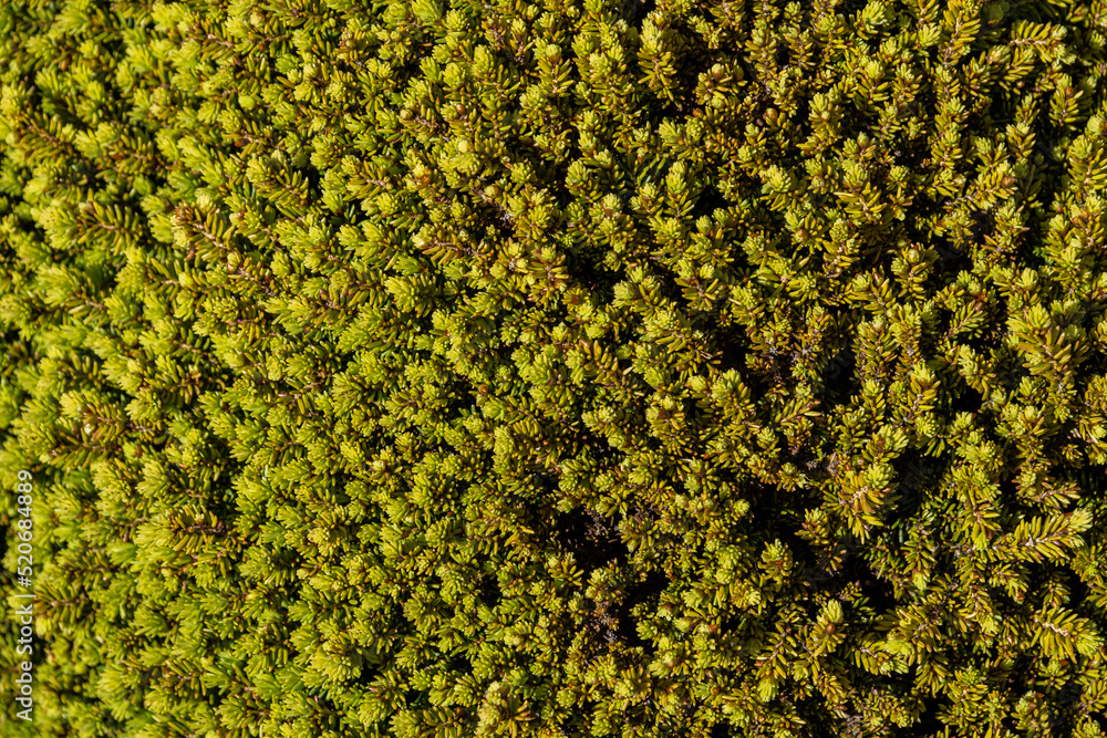 dense green texture of pine leaves filled background dense green texture of pine leaves filled background