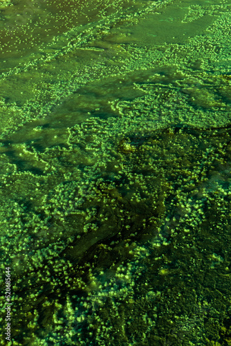 Amazing background texture of sea salt in a green tone close-up.