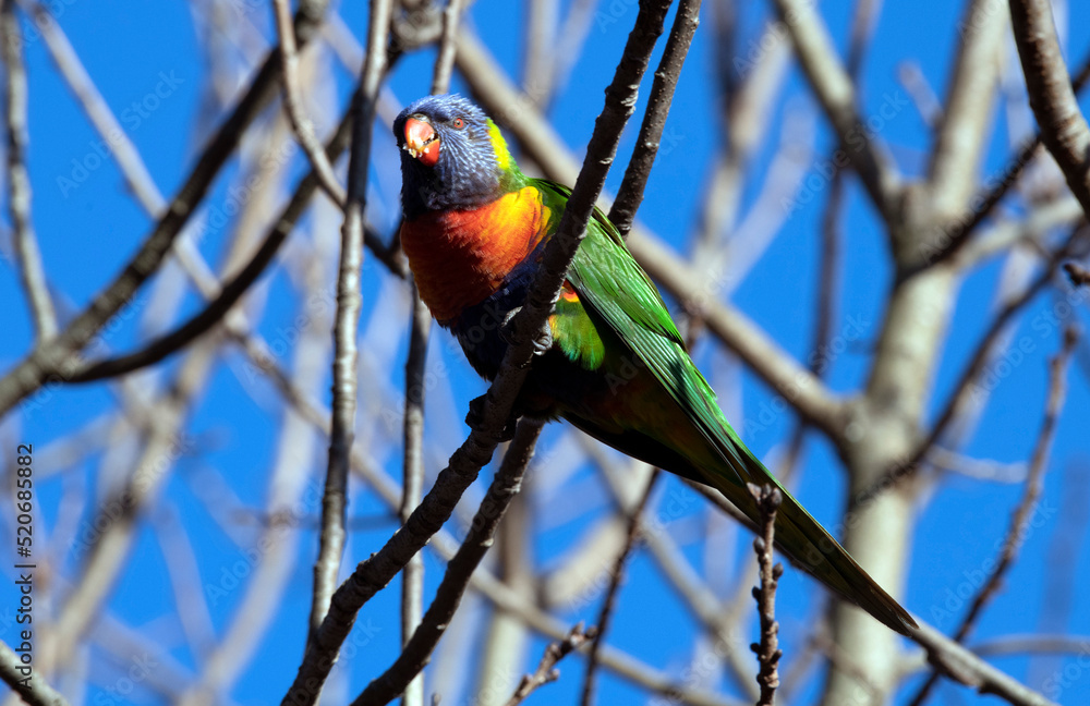 Obraz premium Rainbow Lorikeet (Trichoglossus moluccanus)