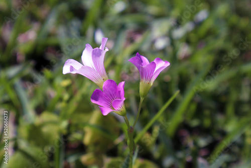 small purple flower close up