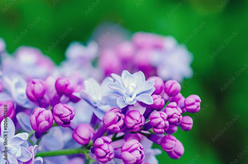 Lilac flowers macro