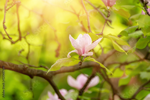 Magnolia spring flowers