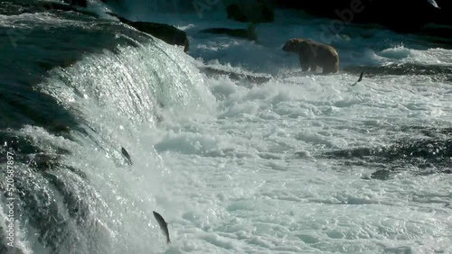 salmon fish jumping upstream and grizzly bear in distance, 2022
North America Wildlife and Nature, Brooks Falls - Katmai National Park, Alaska, 2022
 photo