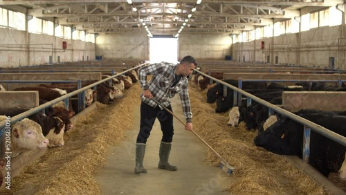 Farmer working at meat fattening farm.
A farmer who takes care of cattle. Modern farmer working in modern livestock farm.
