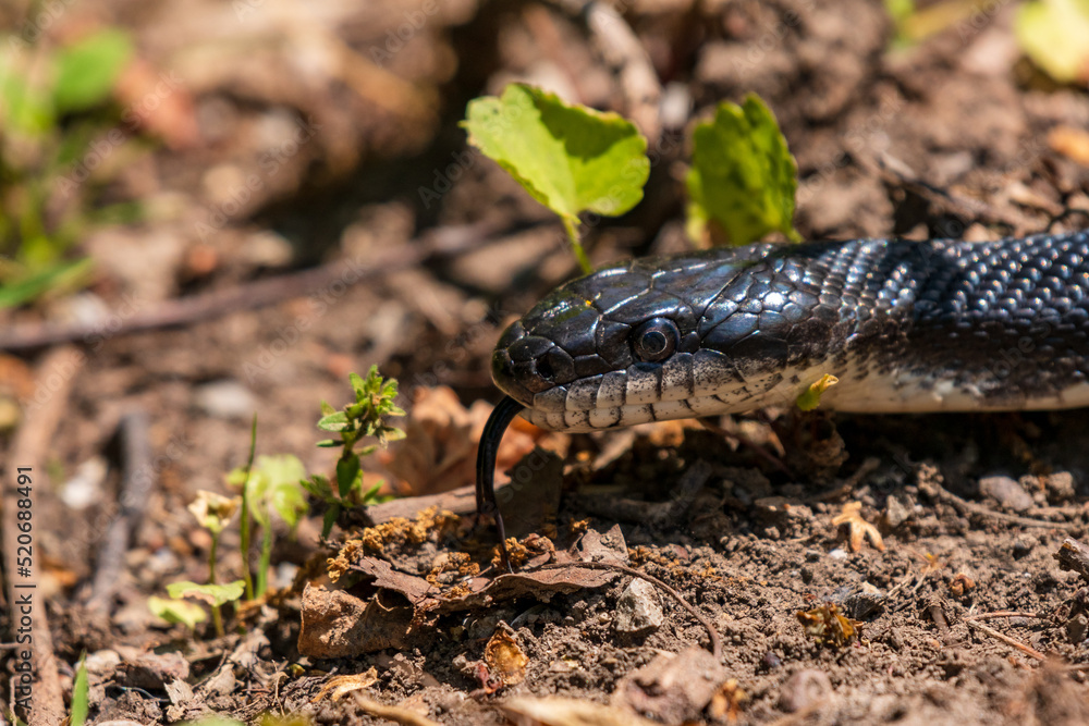 Obraz premium An eastern black rat snake closeup with his tongue out as he slithers across the ground in search for food. 
