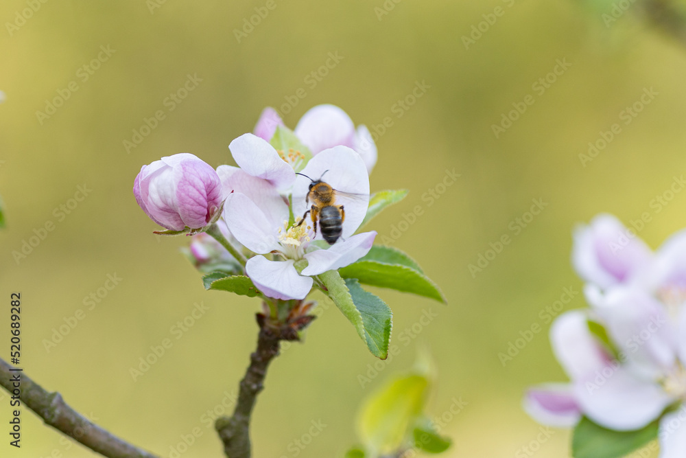 pszczoła zapylająca jabłoń - obrazy, fototapety, plakaty 