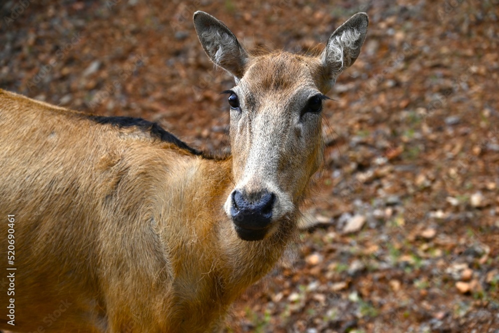 Lonesome deer