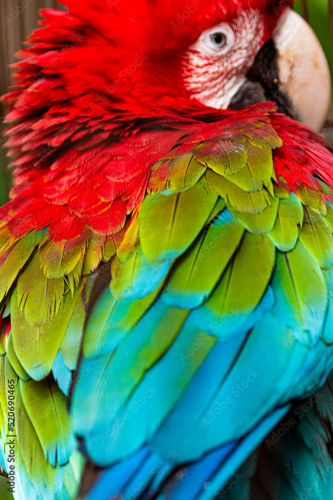 Obraz premium Caged red and green macaw (Ara chloropterus) close up of colourful feathers