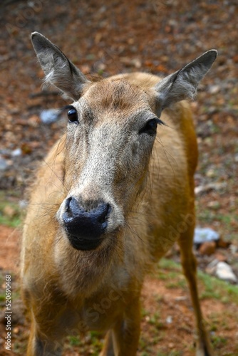 Lonesome deer