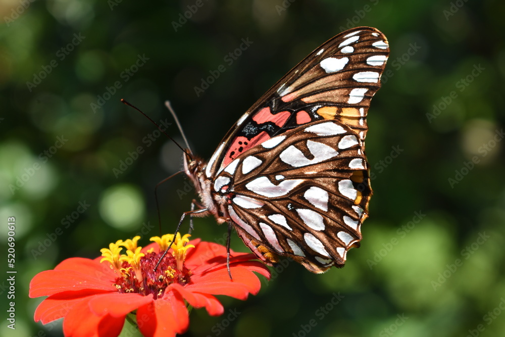 Obraz premium butterfly on flower seen from one side
