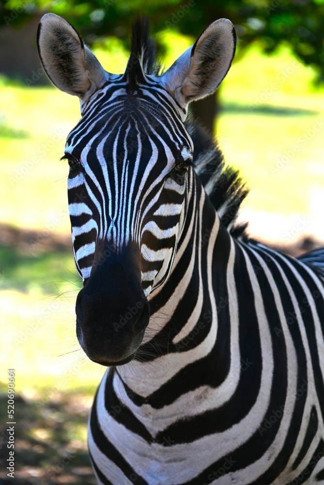 Naklejka premium Zebra