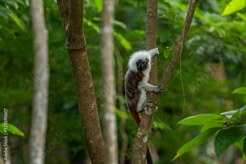 Cotton Top Tamarin (Saguinus oedipus) in Tayrona National Park