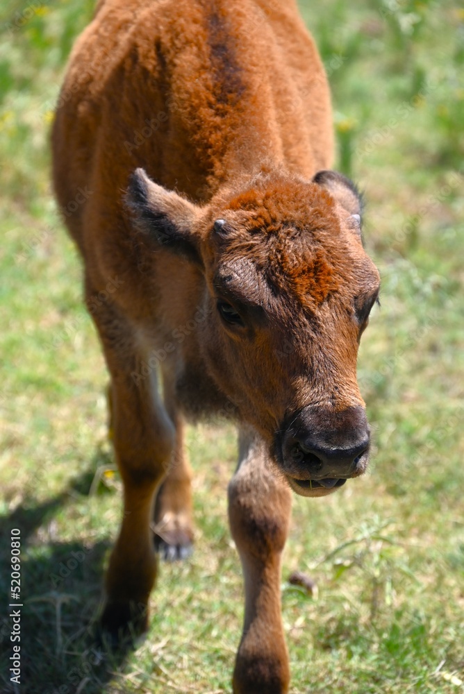 Fototapeta premium American Bison