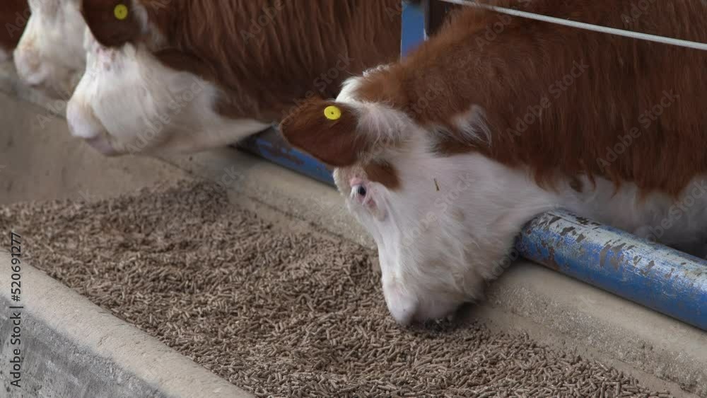Calf feed and fattening farm. The calves are eating. Calf feed