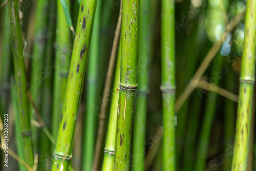 Fototapeta Naklejka Na Ścianę i Meble -  Bamboo stalks close-up in daylight.