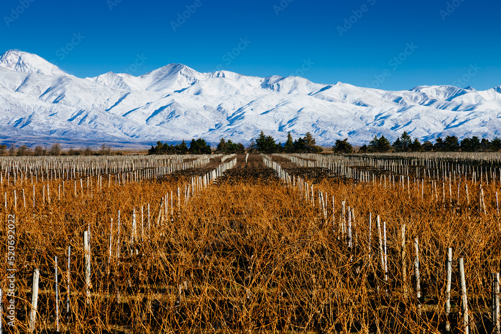 Φωτογραφία Landscape at Mendoza, Argentina, of a wine yard in winter with the Andes mountai