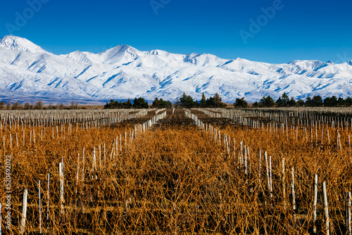 Landscape at Mendoza, Argentina, of a wine yard in winter with the Andes mountains covered of snow at background photo