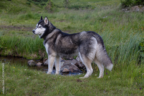 Adorable siberian husky dog on the woods in the Carpathians mountains