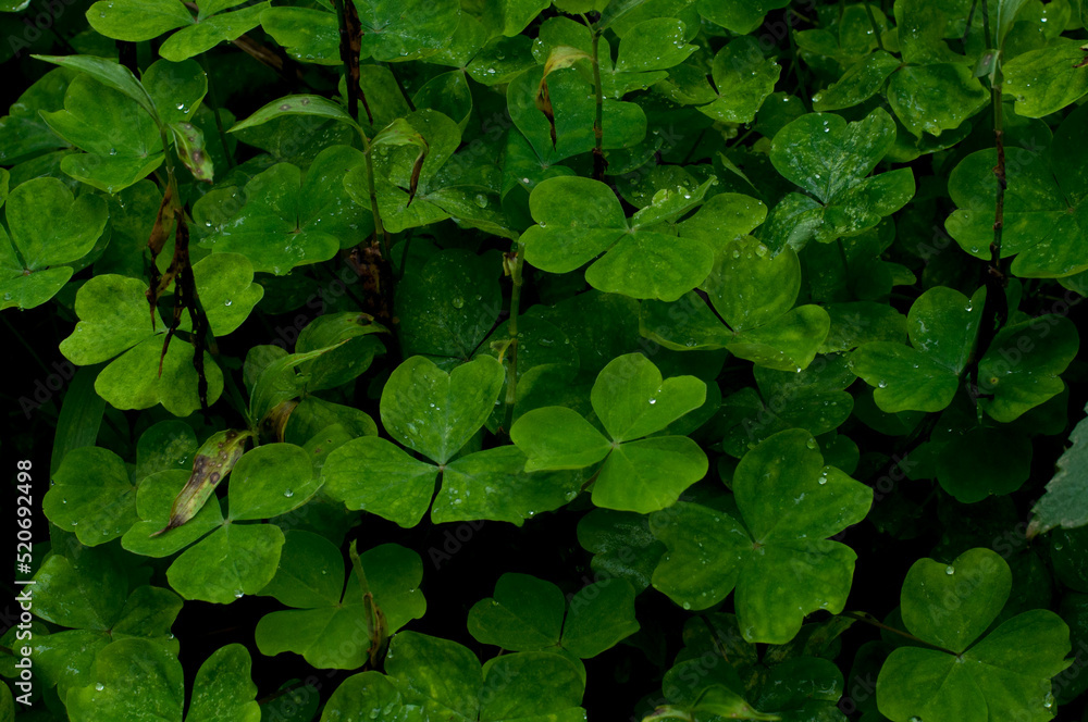 Photograph of a three-leaf clover Photograph of a three-leaf clover