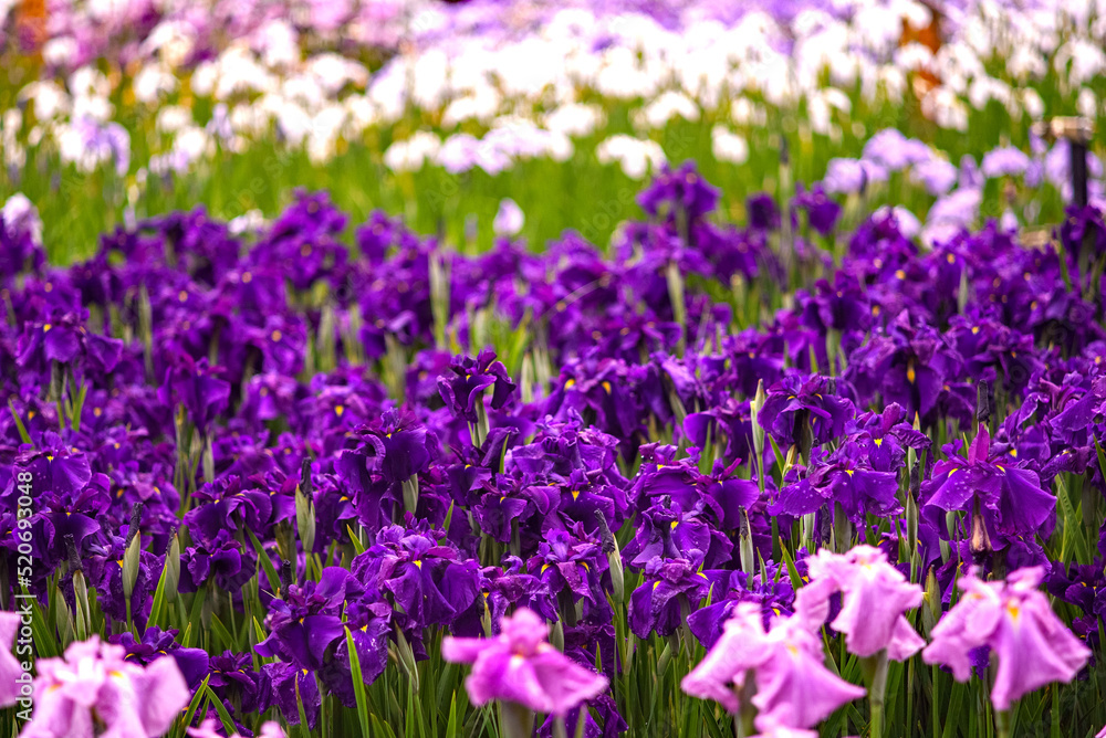 花しょうぶ 花しょうぶ