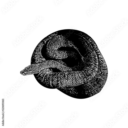 Jamaican Boa hand drawing vector illustration isolated on background