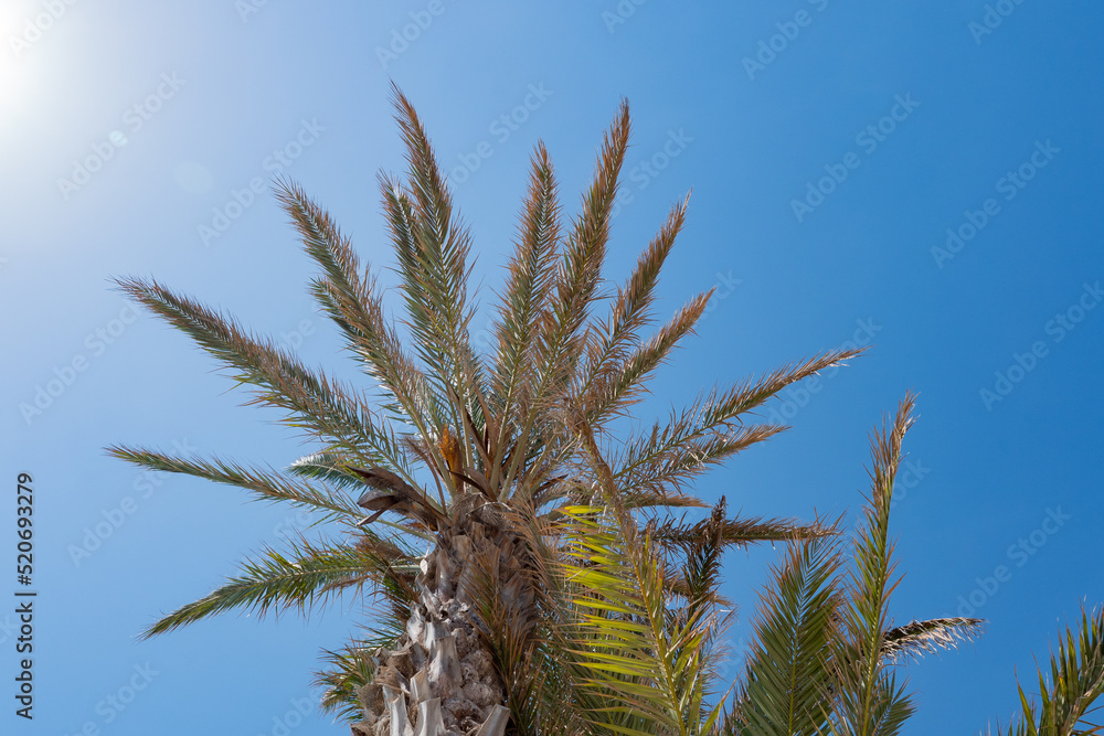 Palm leaf background texture and blue sky Palm leaf background texture and blue sky
