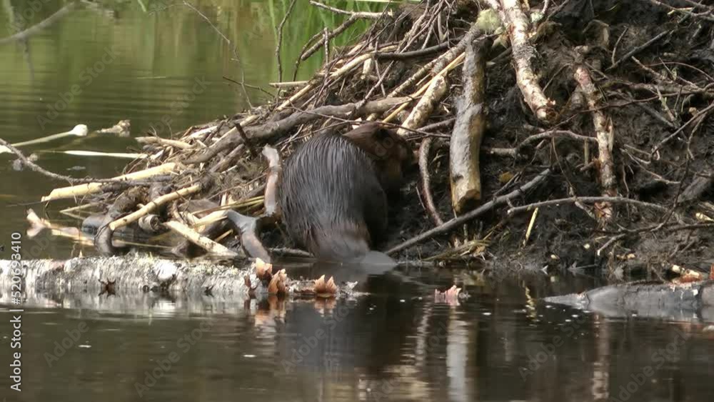Beaver works and enters the water to bring materials North America ...