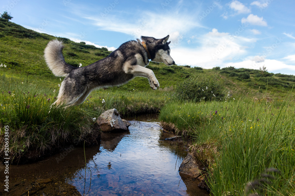 The Siberian Husky jumping over the river, active, alert, and gentle dog