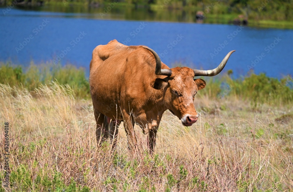 Free range longhorn