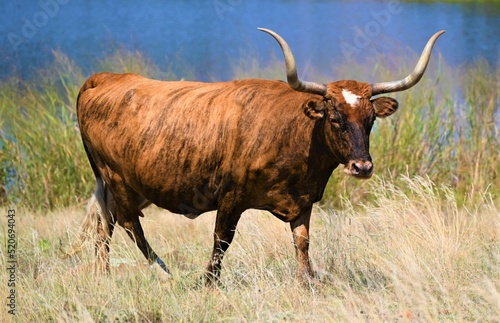 Fototapeta Naklejka Na Ścianę i Meble -  Free range longhorn