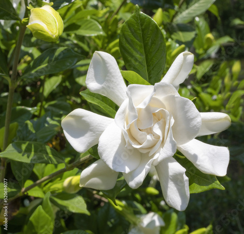 White Gardenia Blossom