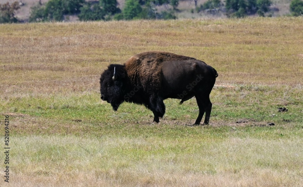 American Bison