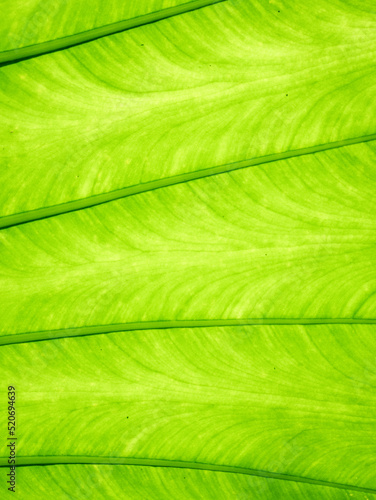 close up of green leaf