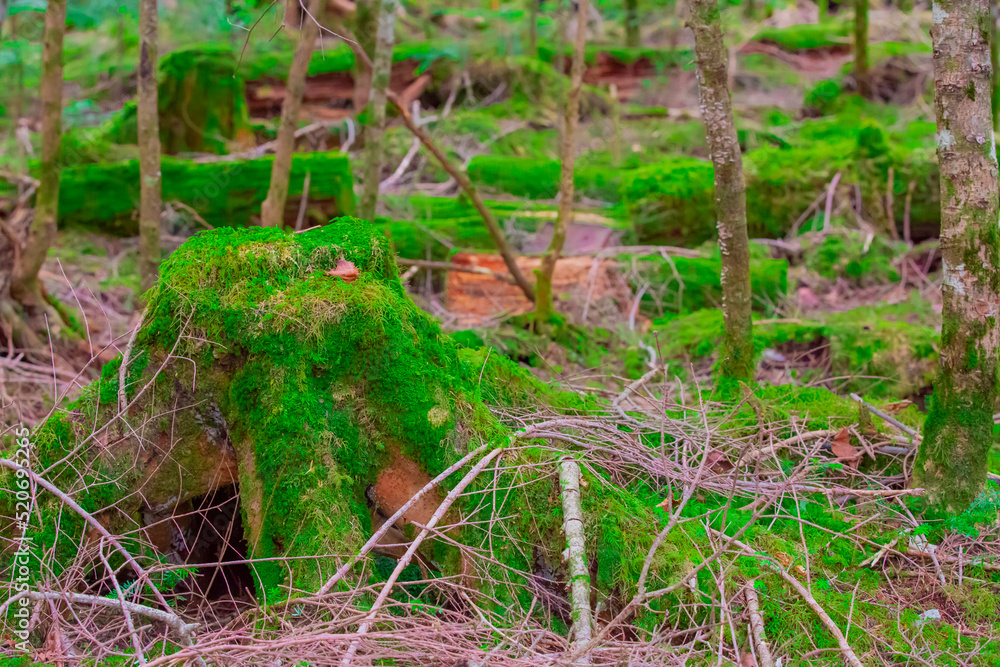 Obraz premium 長野県佐久穂町 初夏の白駒の森 白駒の池