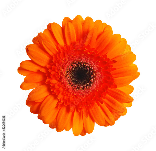 Beautiful orange gerbera flower isolated on white