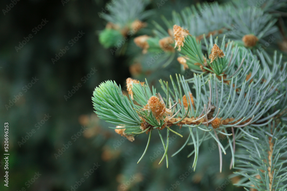 Beautiful branches of coniferous tree, closeup view Beautiful branches of coniferous tree, closeup view