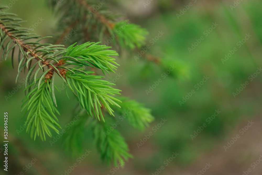 Beautiful branch of coniferous tree, closeup. Space for text Beautiful branch of coniferous tree, closeup. Space for text