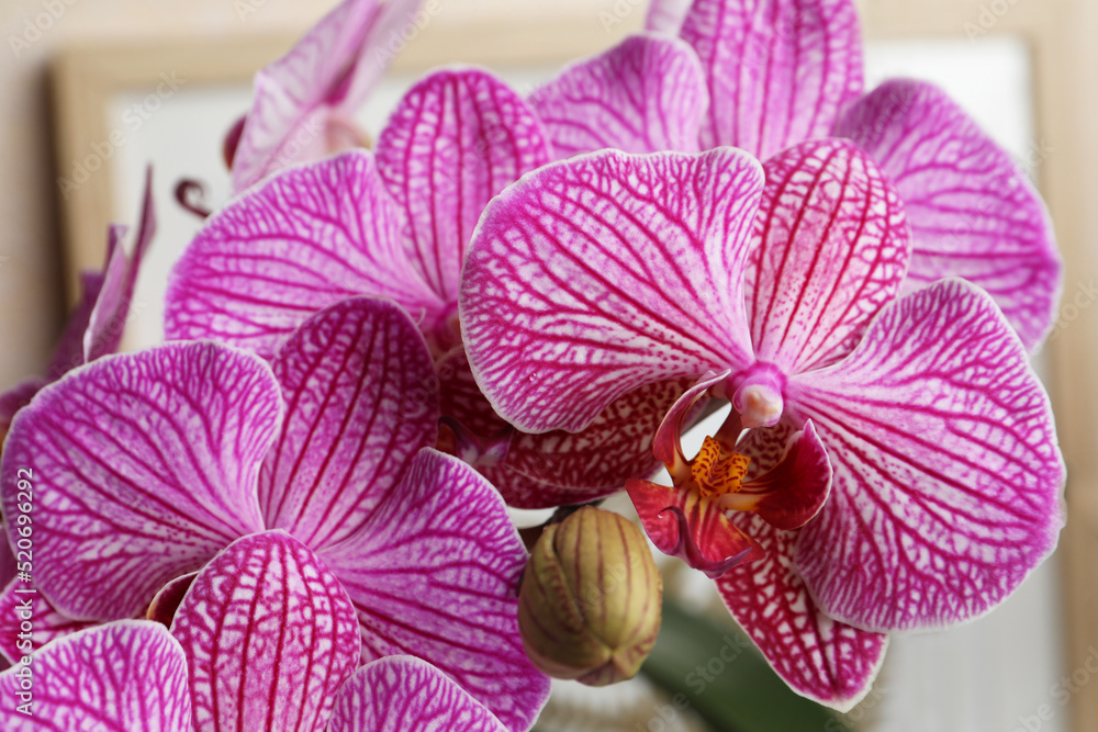 Beautiful pink orchid flower on blurred background, closeup Beautiful pink orchid flower on blurred background, closeup