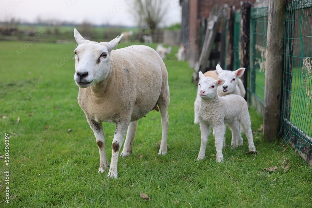 Fototapeta premium Beautiful sheep with cute lambs near fence in farmyard