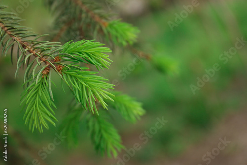 Beautiful branch of coniferous tree  closeup. Space for text